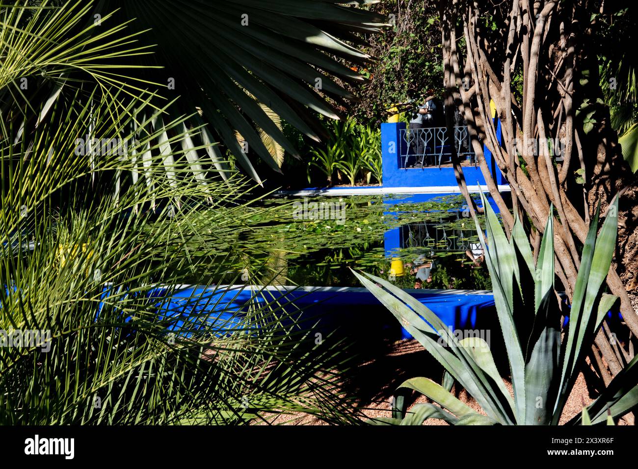 Marrakesch Marokko, 16.11.2024. Wunderschöner Garten Jardin Majorelle in Marrakesch, Marokko, Nordafrika, Afrika Stockfoto