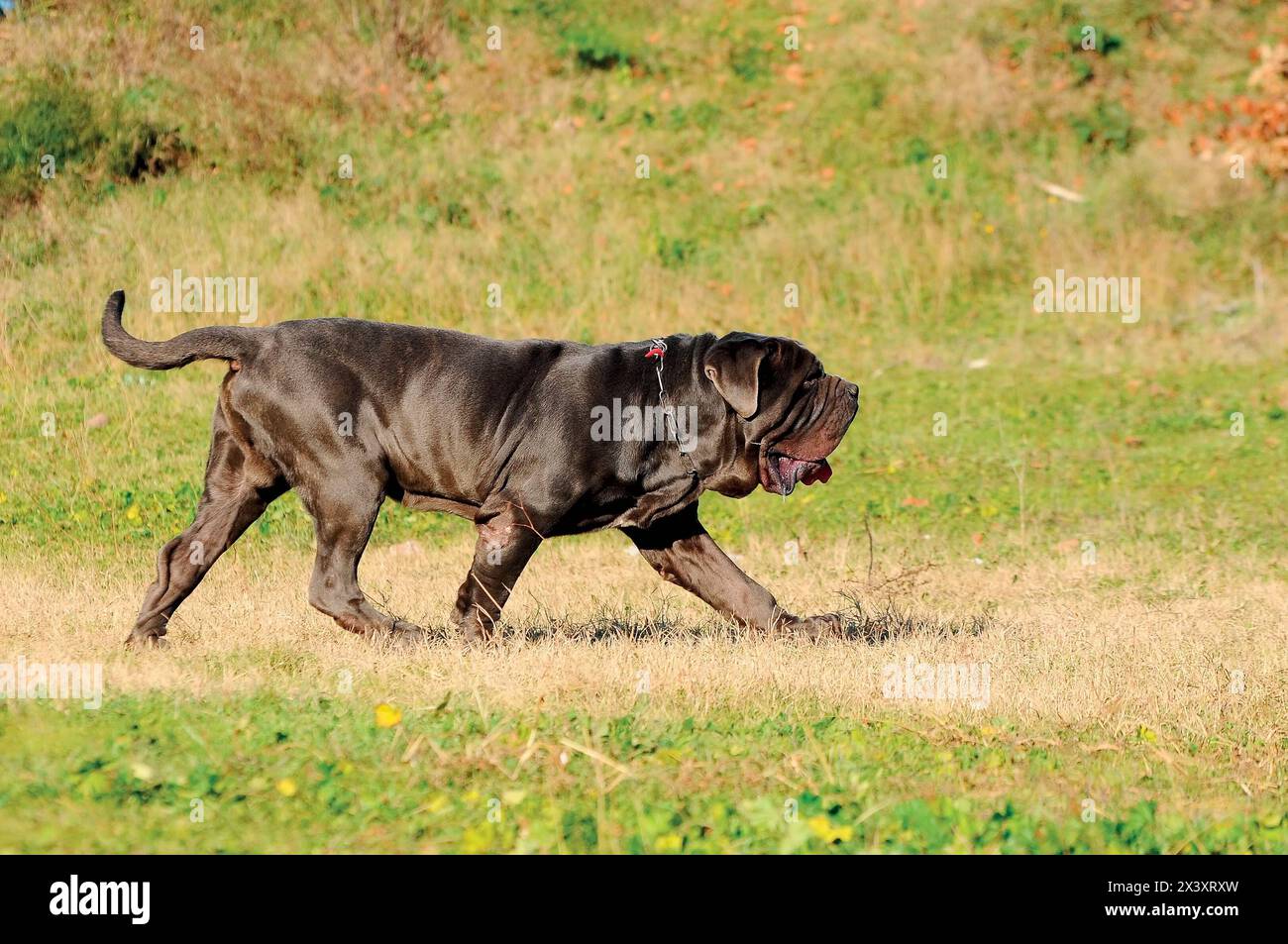 Portrait Bild eines Neapolitanischer Mastiff im Freien Stockfoto