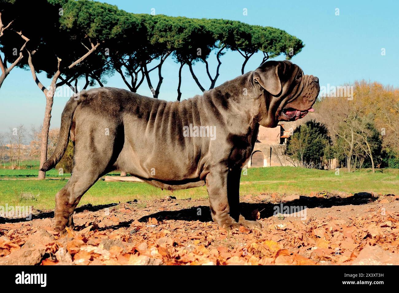 Portrait Bild eines Neapolitanischer Mastiff im Freien Stockfoto