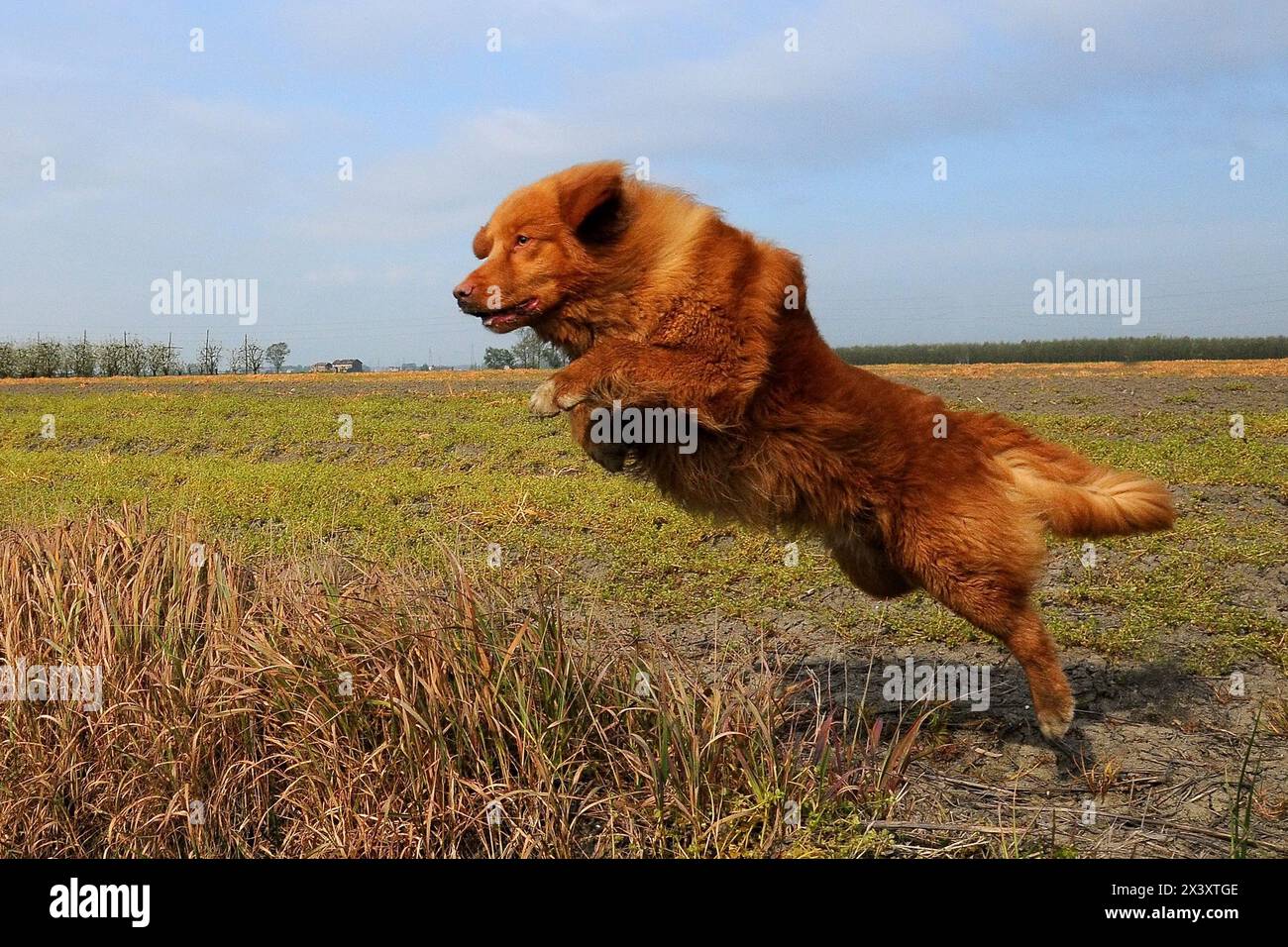 Porträt von Nova Scotia Duck Tolling Retriever Stockfoto