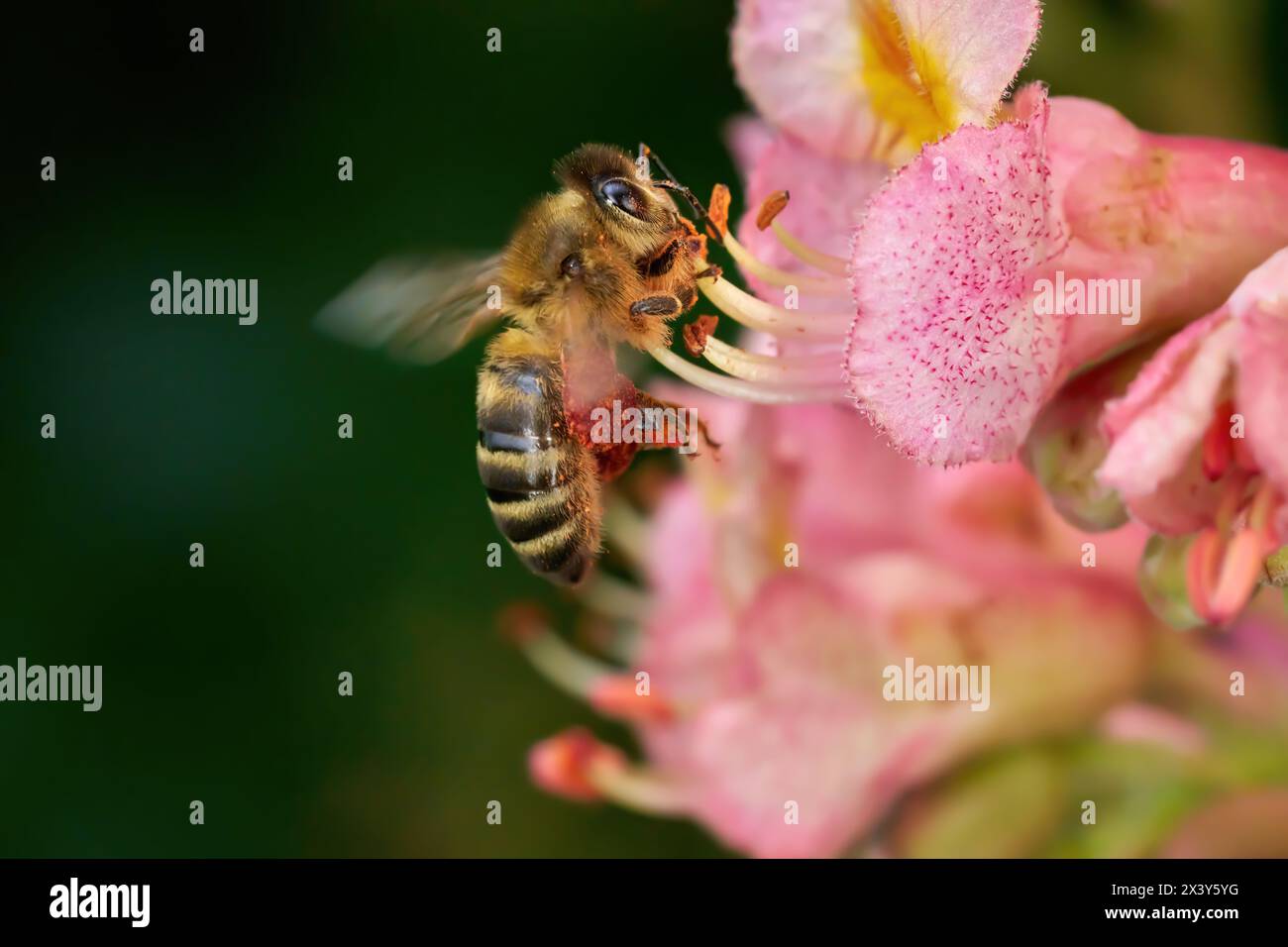 Eine brummende Biene an der roten Blume eines Roten Rosskastanienbaums Stockfoto