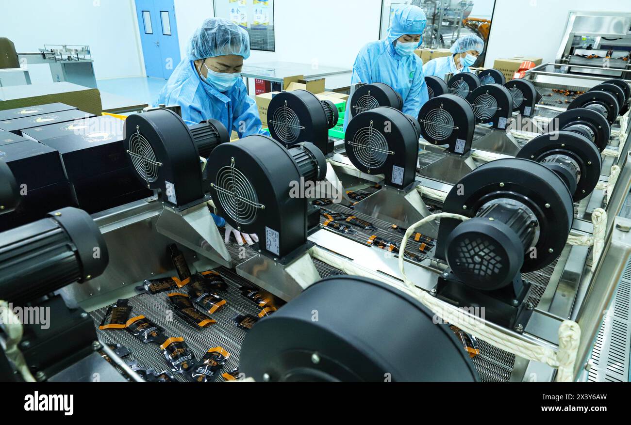 ZHANGYE, CHINA – 29. APRIL 2024 – Arbeiter überprüfen die luftgetrocknete Außenverpackung von schwarzem Knoblauch und Ingwerextrakt auf der automatisierten Produktionslinie von Stockfoto