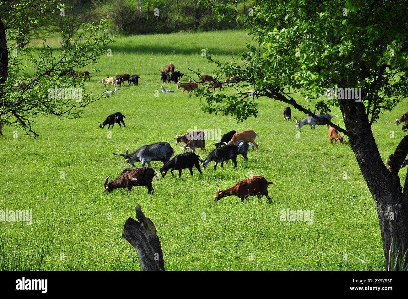 Ziegen, die in der Wildnis gezüchtet werden. Stockfoto