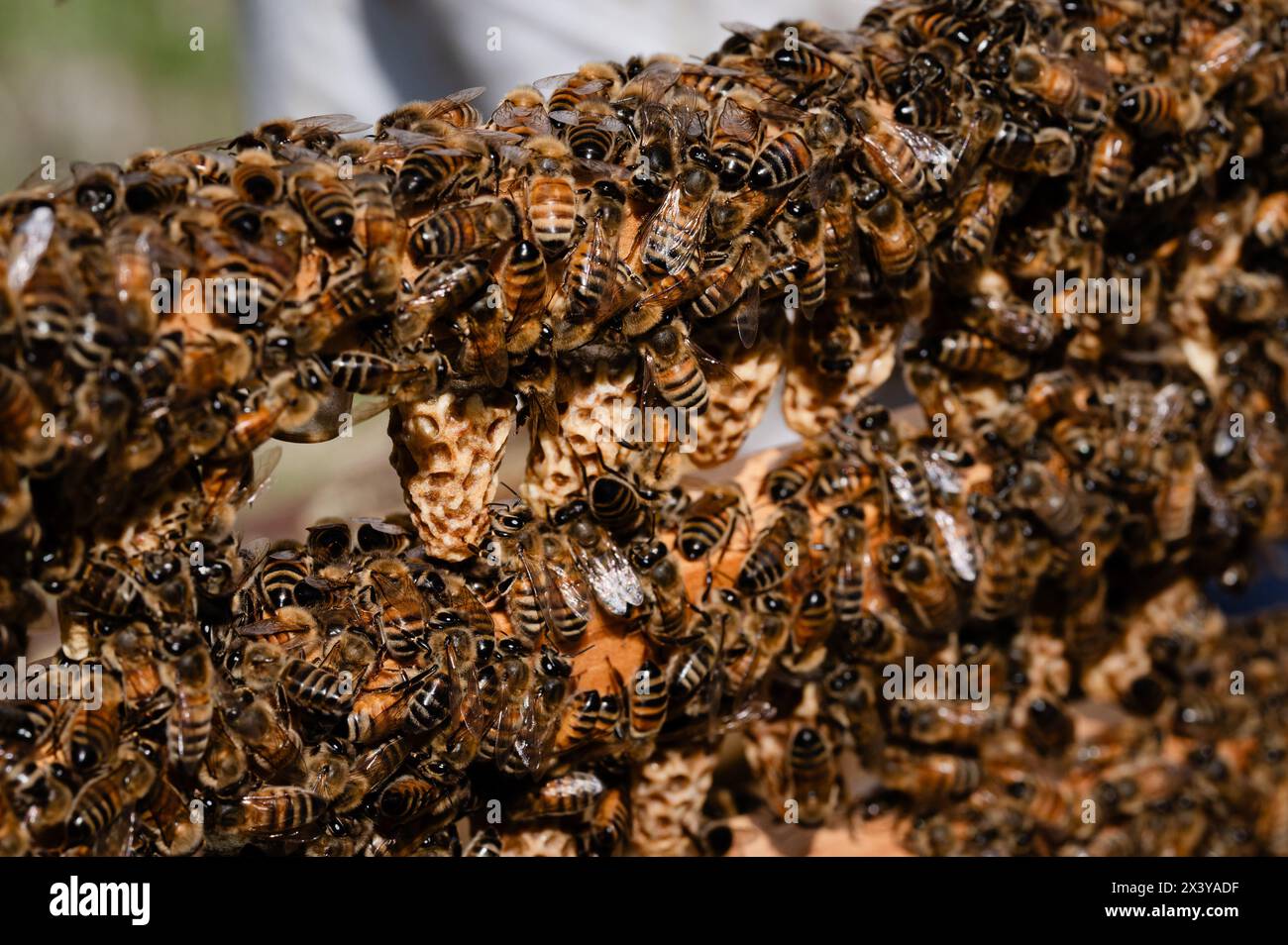 Verpflanzte Königszellen auf einem Stab, der mit Bienen bedeckt ist Stockfoto