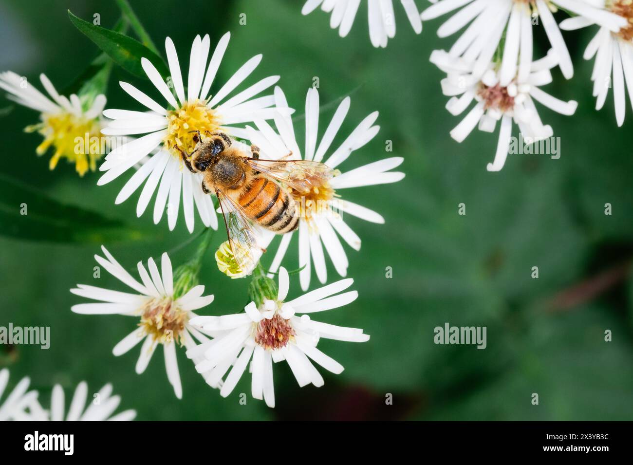 Blick von oben auf die Honigbiene auf weißen Asterblumen Stockfoto