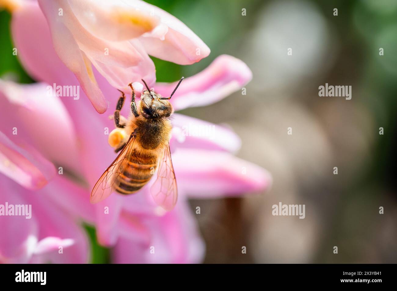 Honigbiene mit Pollen auf einer rosa Blume Stockfoto