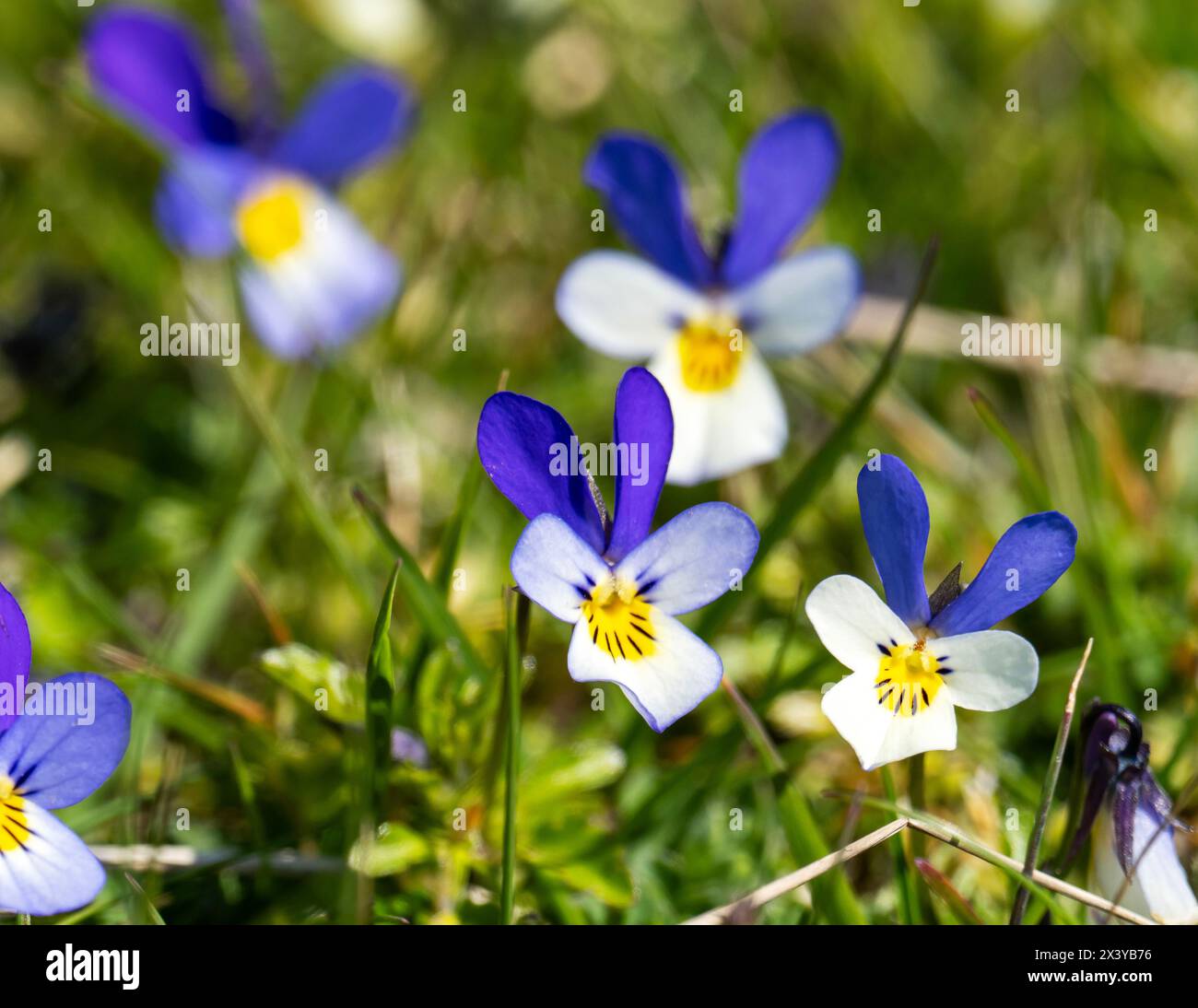 Mountain Pansy, Viola lutea auf Walney Island, Cumbria, Großbritannien. Stockfoto