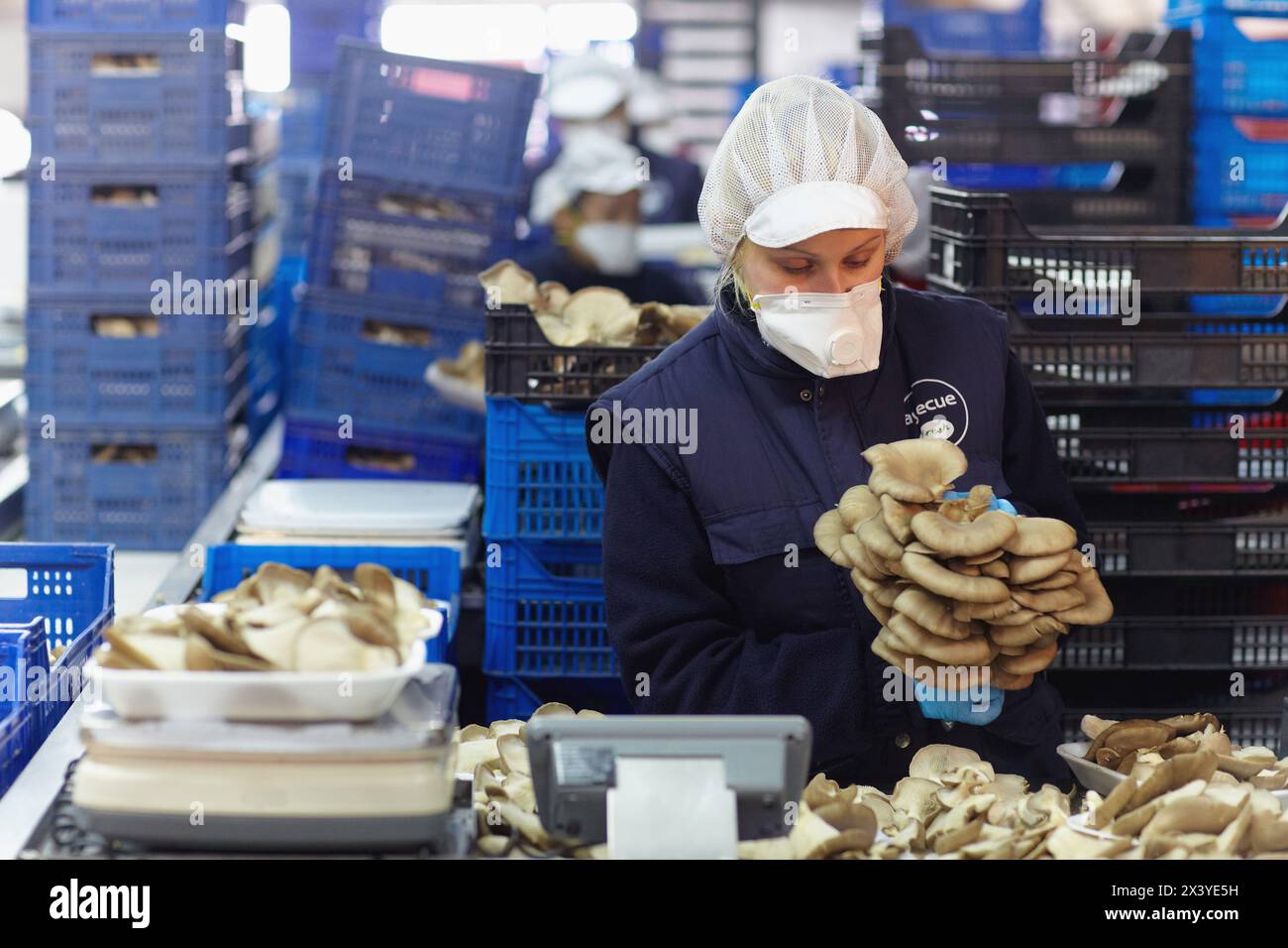Pleurotus Ostreatus, Austernpilze Anbau, Agrar-und Ernährungswirtschaft, Ayecue frisch, Grupo Riberebro, Autol, La Rioja, Spanien Stockfoto