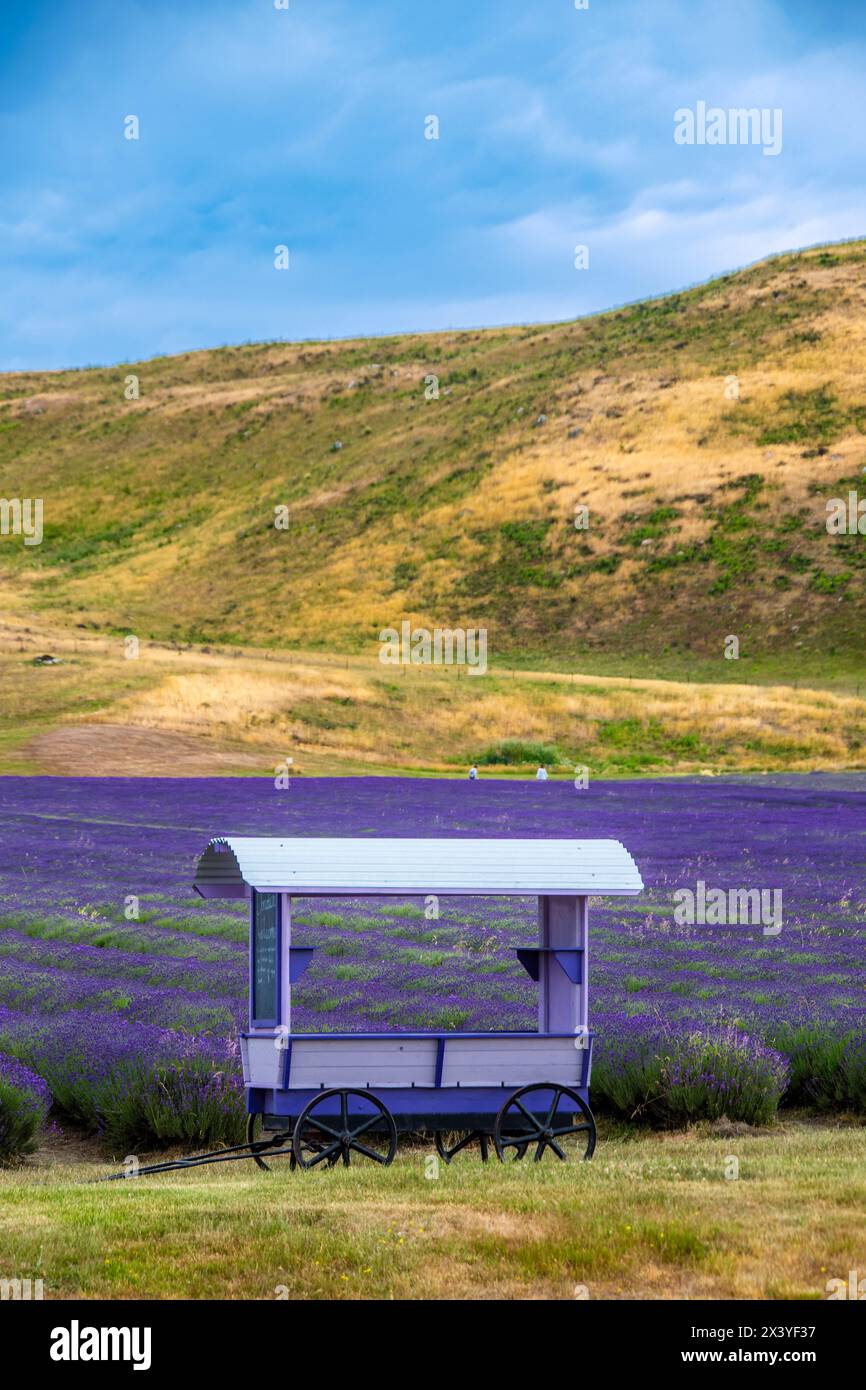 Der lila Wagen in NZ Alpine Lavender. Eingebettet in ein geschütztes Tal am Mount Cook Highway Südinsel neuseeland. Stockfoto