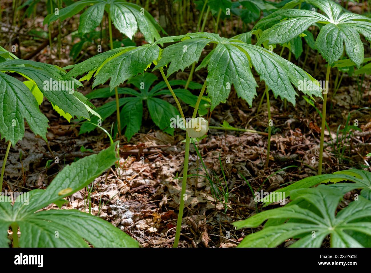 Vollständig aufgetauchte Mayapfelpflanzen im Wald hoch mit einer einzigen weißen Blume unter dem Schirm wie Laub, das im Schatten wächst Stockfoto