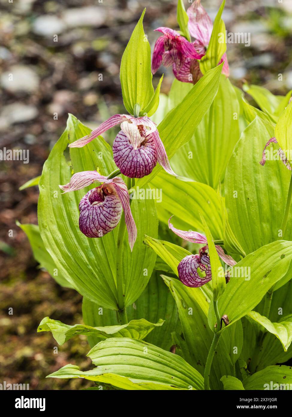 Gebeutelte Blüten der Frühlingsblühenden Hardy Landschuh Orchidee, Cypripedium franchetii Stockfoto