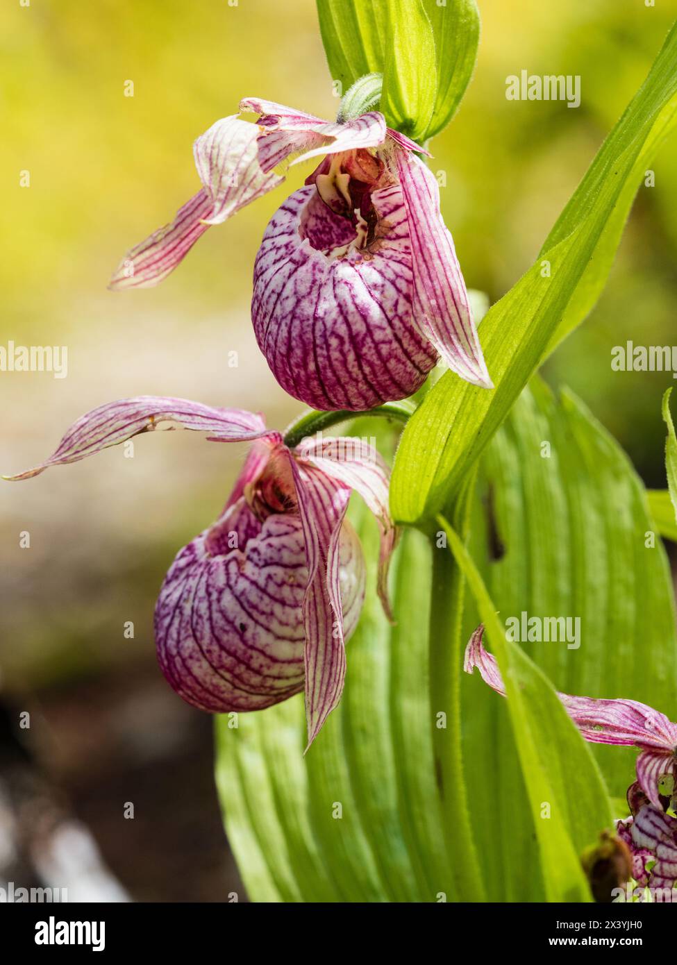 Gebeutelte Blüten der Frühlingsblühenden Hardy Landschuh Orchidee, Cypripedium franchetii Stockfoto