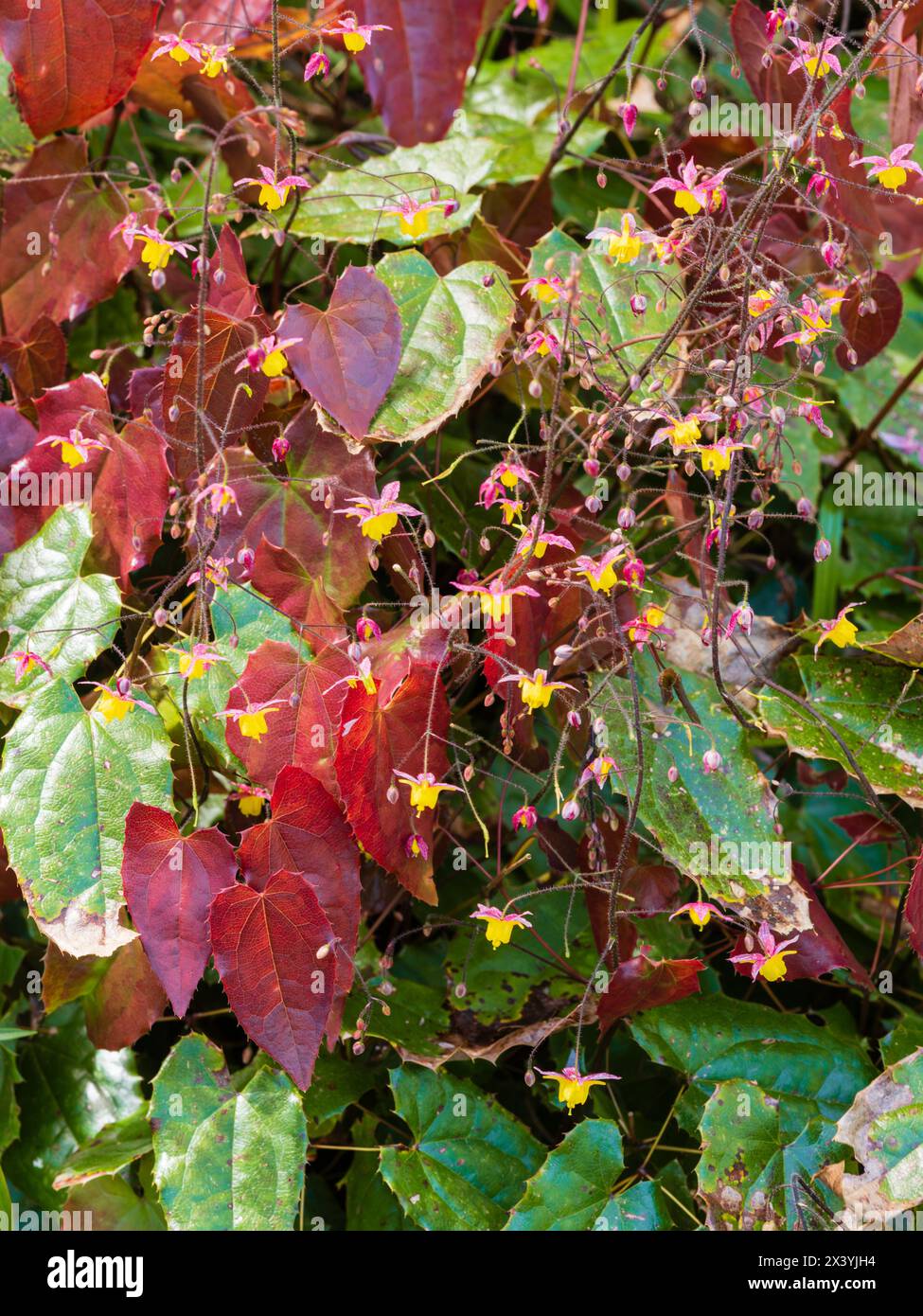 Rotes Frühlingslaub und luftige Sprühstöße gelber Blüten des harten mehrjährigen Barrenkrauts Epimedium 'Wildside Ruby' Stockfoto
