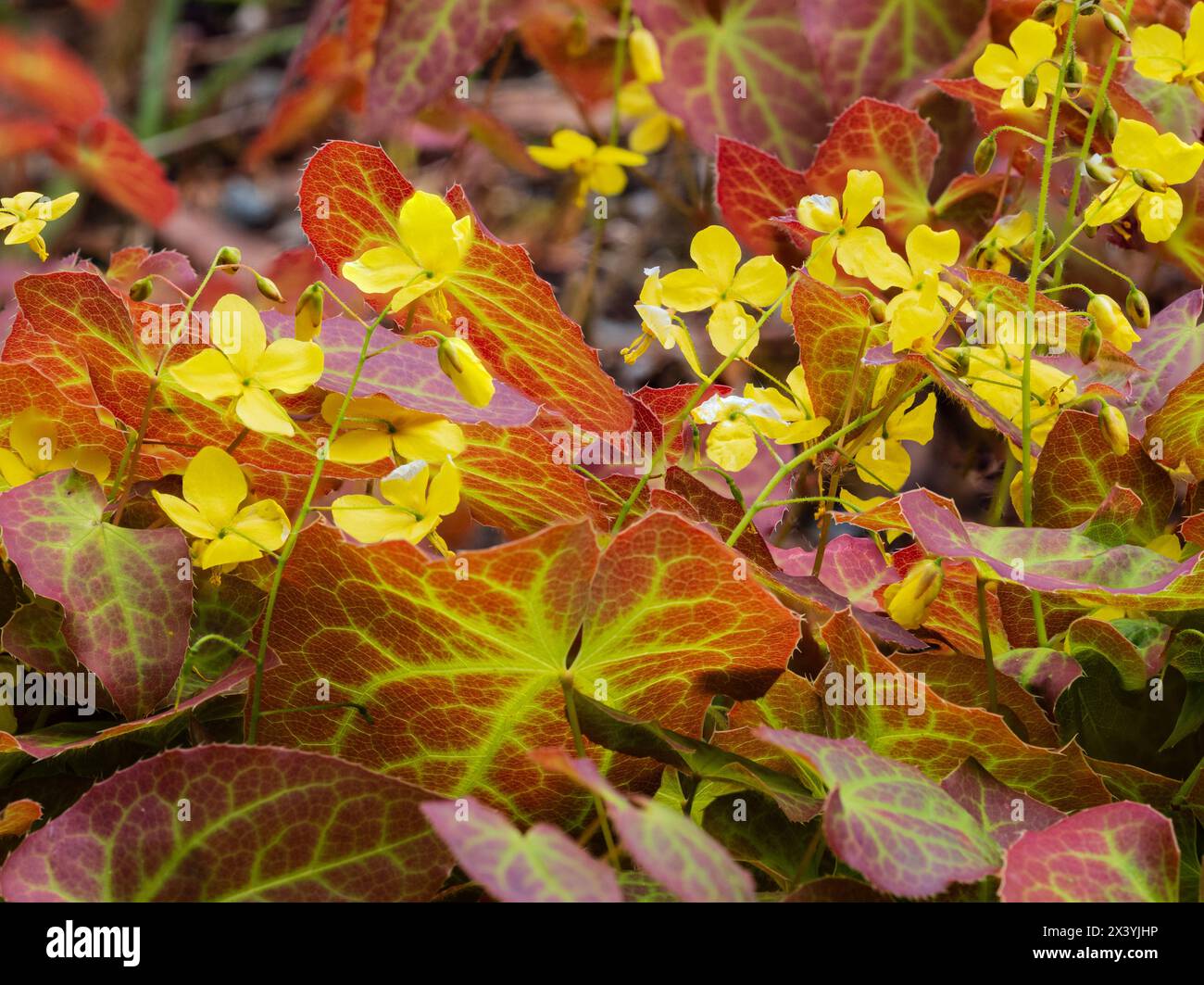 Gebräuntes Frühlingslaub und gelbe Blüten des winterharten Hybriden-Barrenwürs, Epimedium perralchicum 'Frohnleiten' Stockfoto
