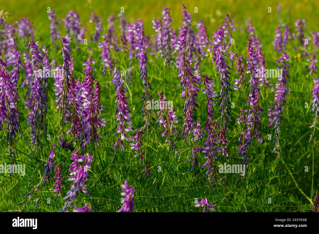 Wicken, vicia cracca wertvolle Honigpflanze, Futter und Heilpflanze. Zerbrechliche lila Blüten im Hintergrund. Wollblüte oder Futterwuchsblüte in Frühlingsgar Stockfoto