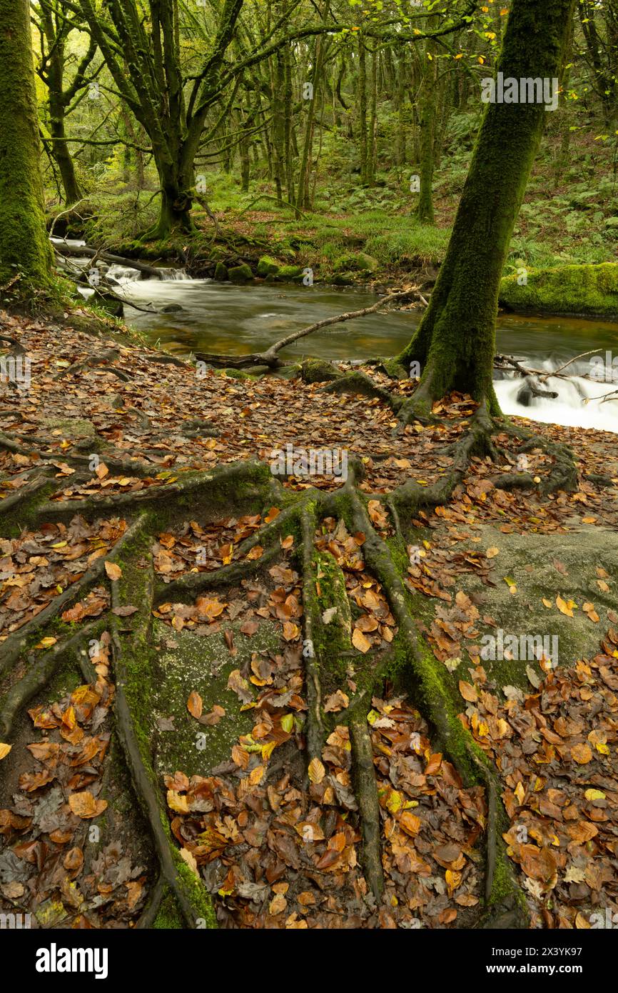 Buche (Fagus sylvatica). Muster der Wurzeln und gefallener Herbstblätter. Golitha Falls, Cornwall, Großbritannien Stockfoto