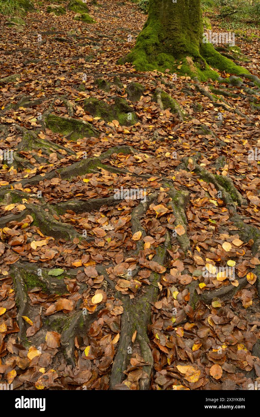 Buche (Fagus sylvatica). Muster der Wurzeln und gefallener Herbstblätter. Golitha Falls, Cornwall, Großbritannien Stockfoto