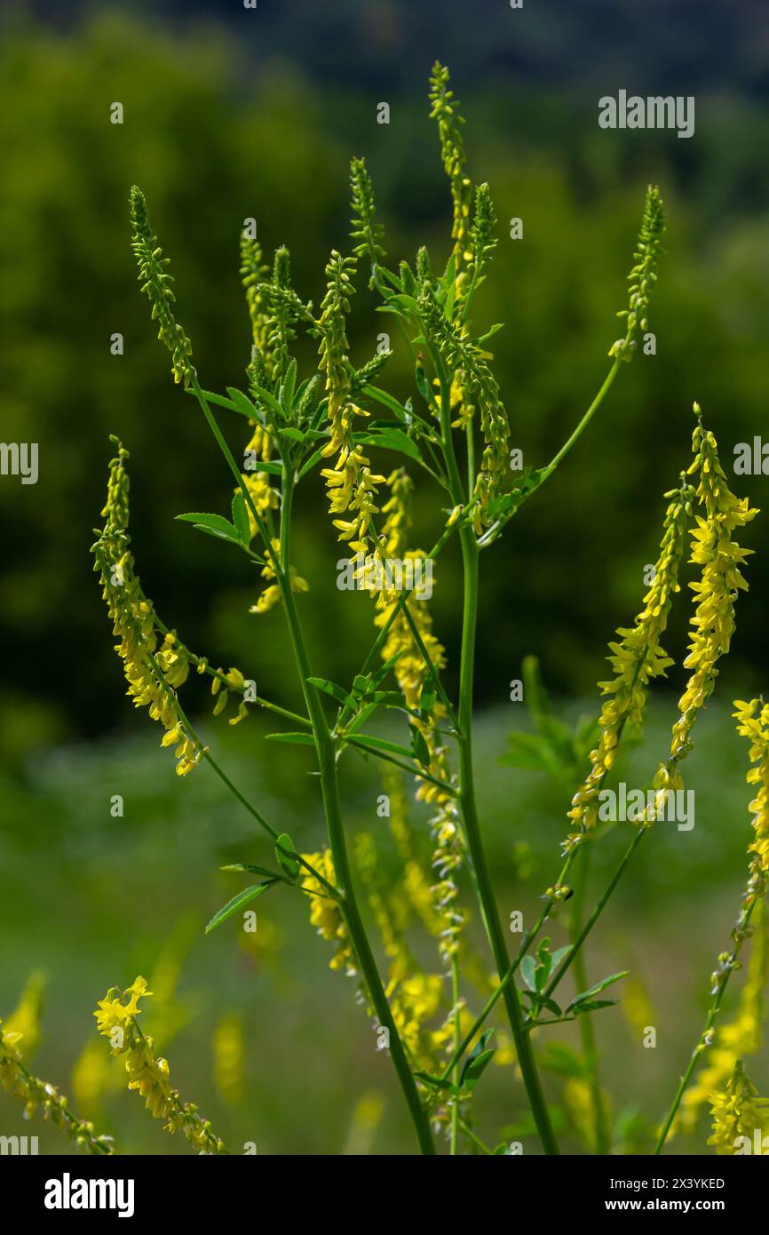 Die Blumen von Melilotus officinalis stehen im Sommer im hellen Hintergrund. Verschwommener Hintergrund von Gelb - Grün. Geringe Schärfentiefe. Stockfoto