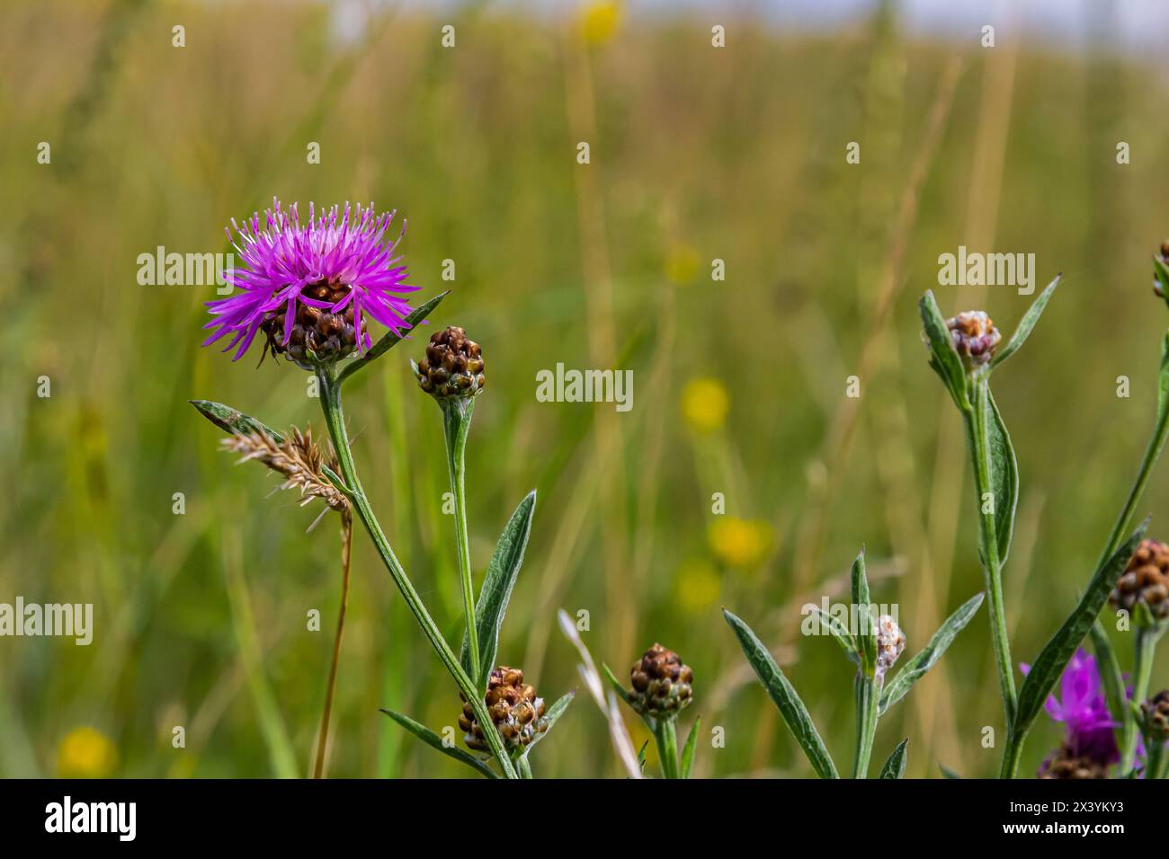 Centaurea scabiosa subsp. Apiculata, Centaurea apiculata, Asteraceae. Wilde Pflanze im Sommer. Stockfoto