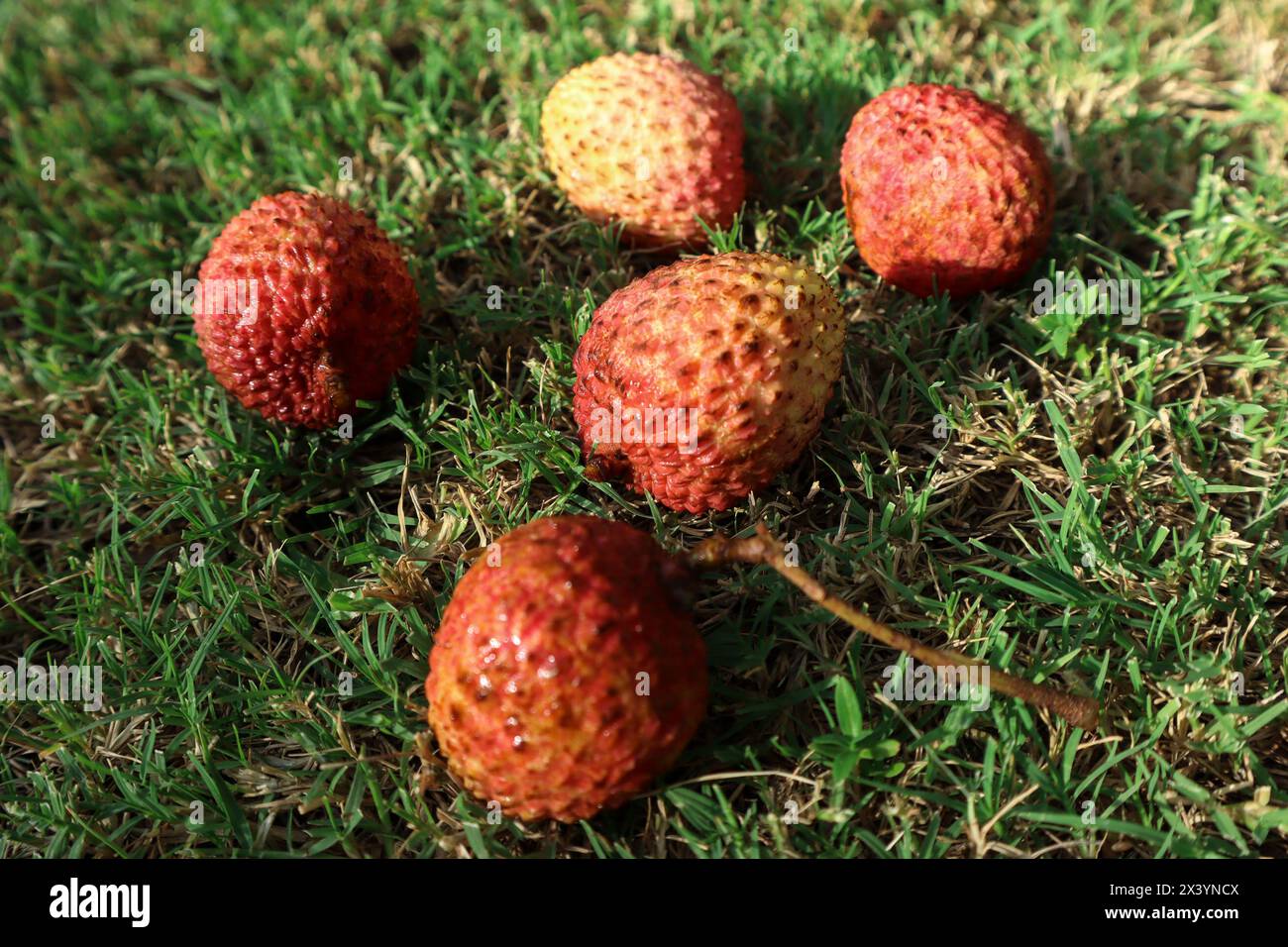 Frischer Litchi-Fruchtbunch, Lychee-Frucht ist süß, pulpig, saftig Stockfoto