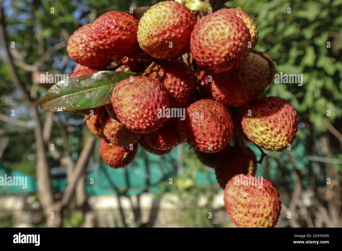 Frischer Litchi-Fruchtbunch, Lychee-Frucht ist süß, pulpig, saftig Stockfoto