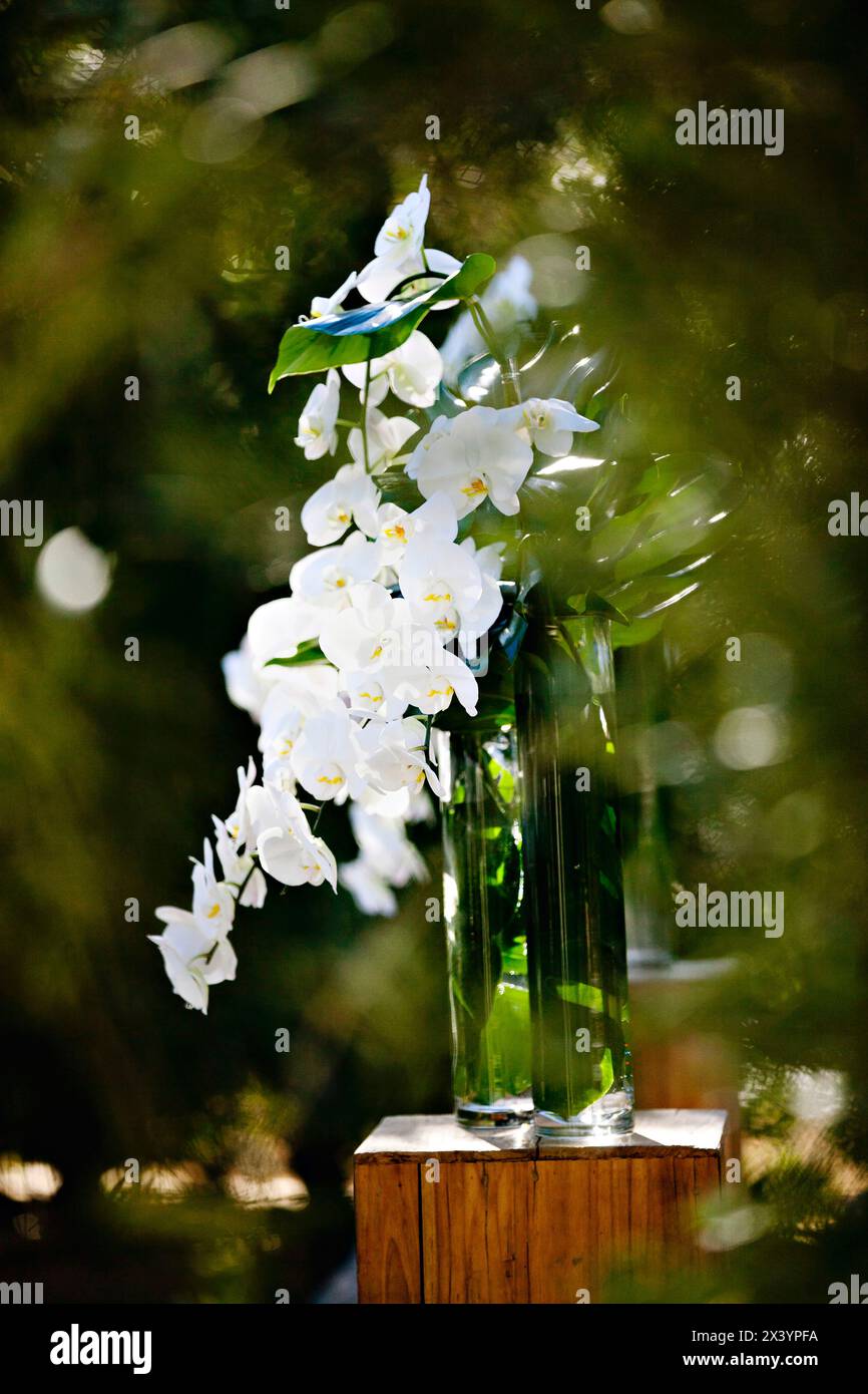 Elegante weiße Orchideen in einer klaren Vase inmitten von Grün. Stockfoto