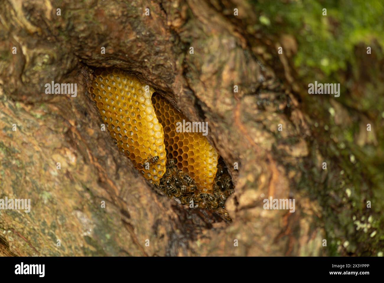 Honigbiene: APIs mellifera. In Baum verschachteln. Cornwall, Großbritannien. Oktober. Stockfoto