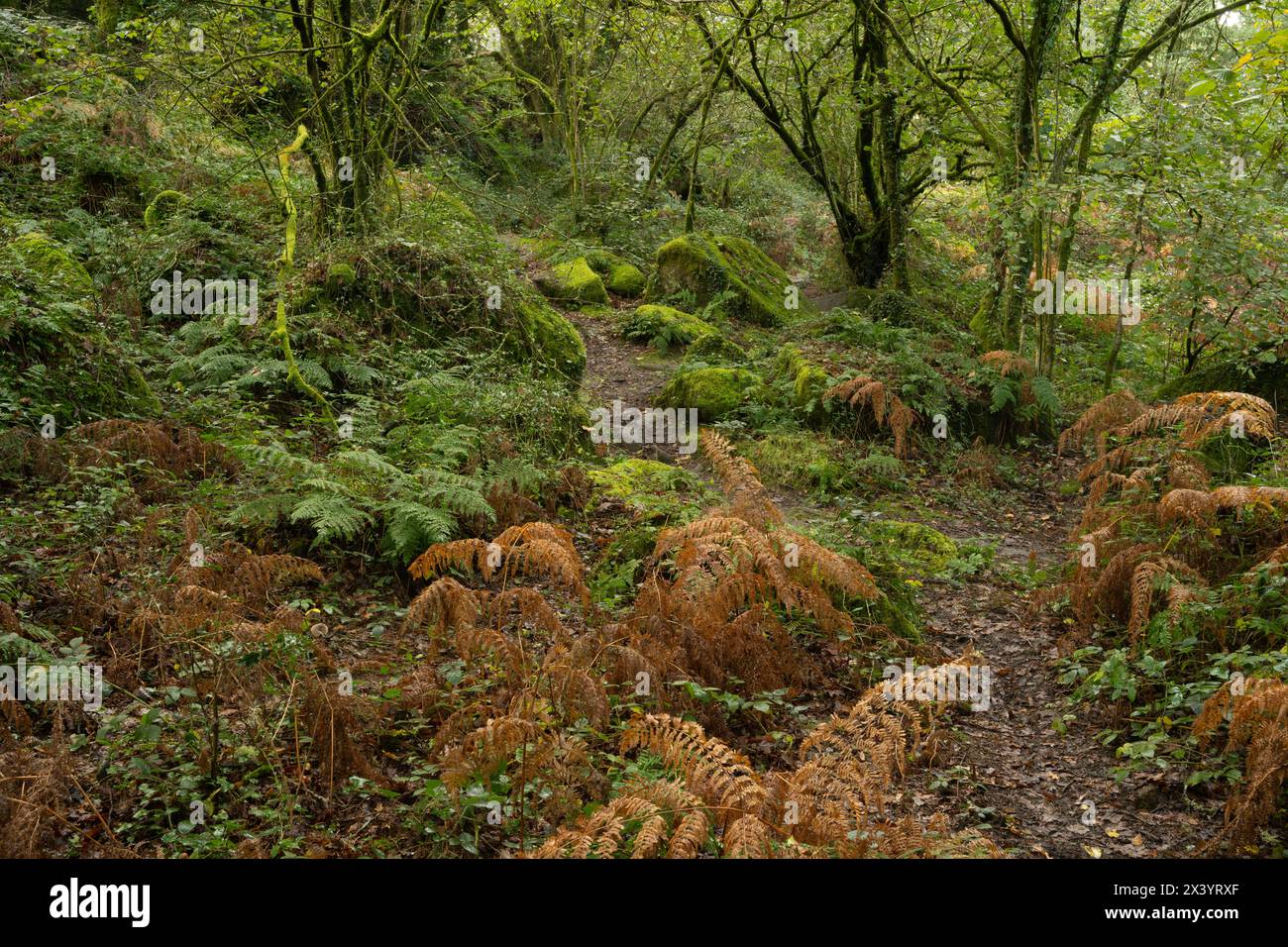 Lustleigh Cleave, Dartmoor, Devon, Großbritannien Stockfoto