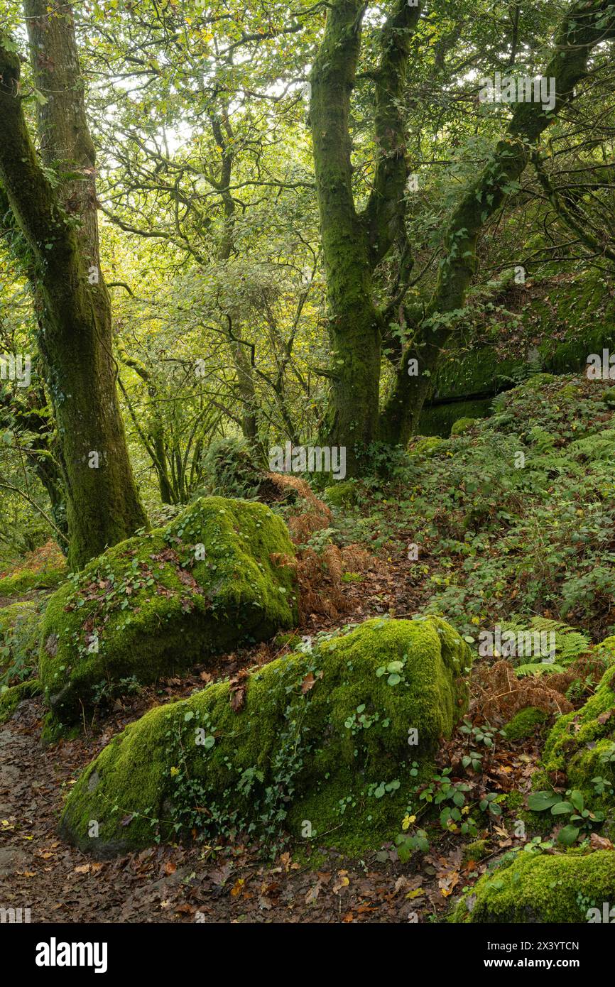 Lustleigh Cleave, Dartmoor, Devon, Großbritannien Stockfoto