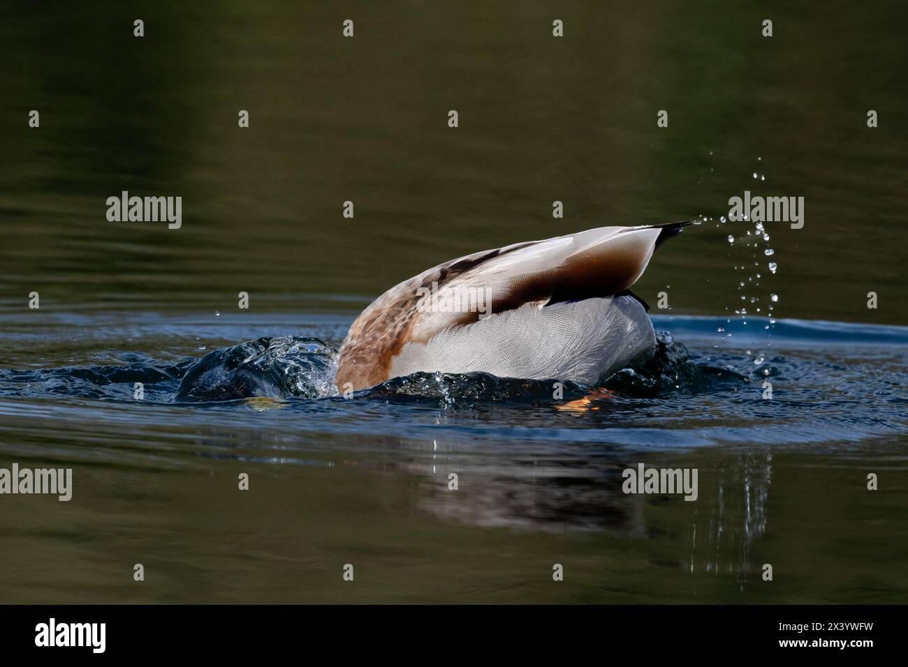 Eine männliche Stockente (Anas platyrhynchos) mit dem Kopf unter dem Wasser. Diese Enten ernähren sich, indem sie ihren Kopf unter die Wasseroberfläche tauchen. Stockfoto