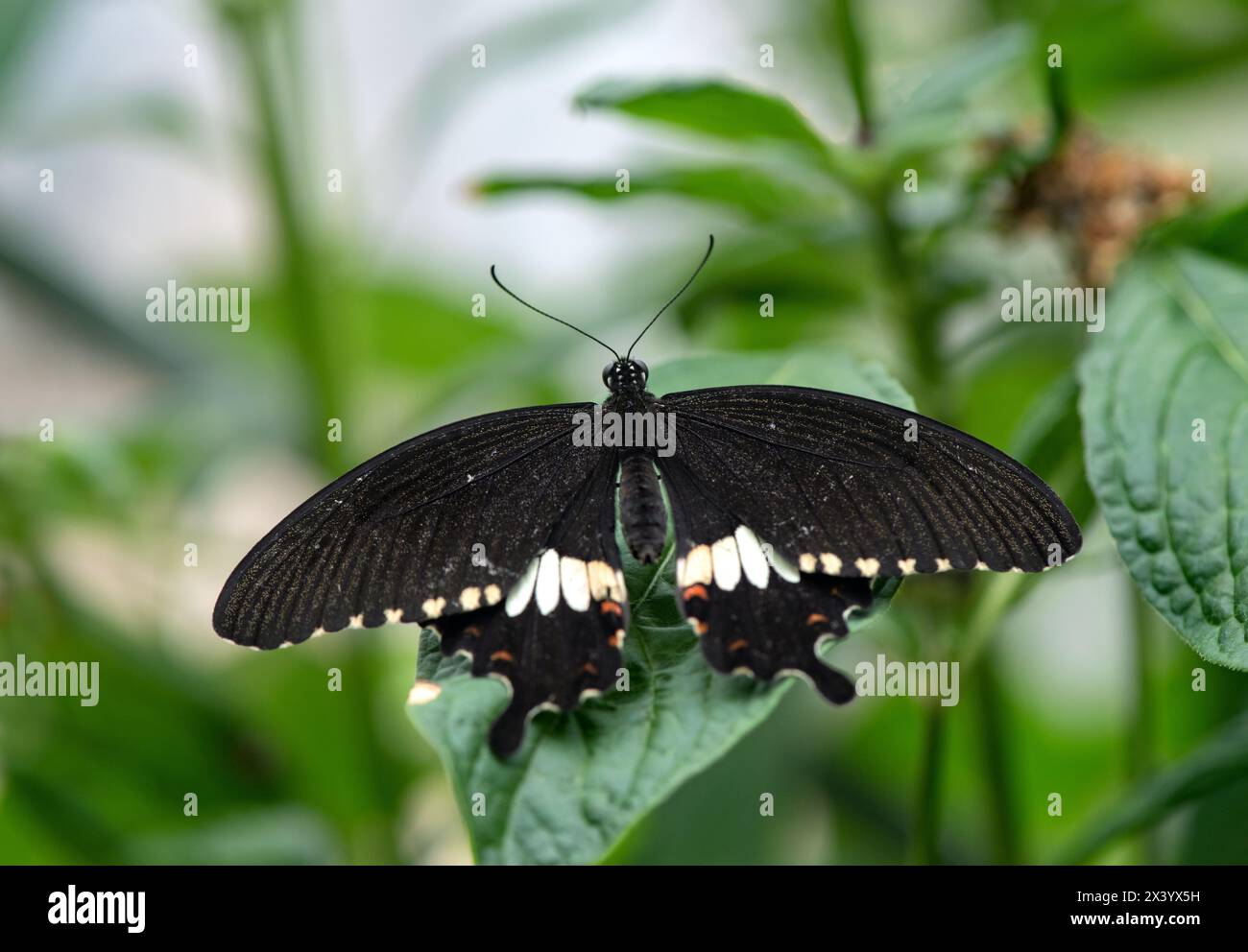 schwarzer schmetterling mit weißen punkten