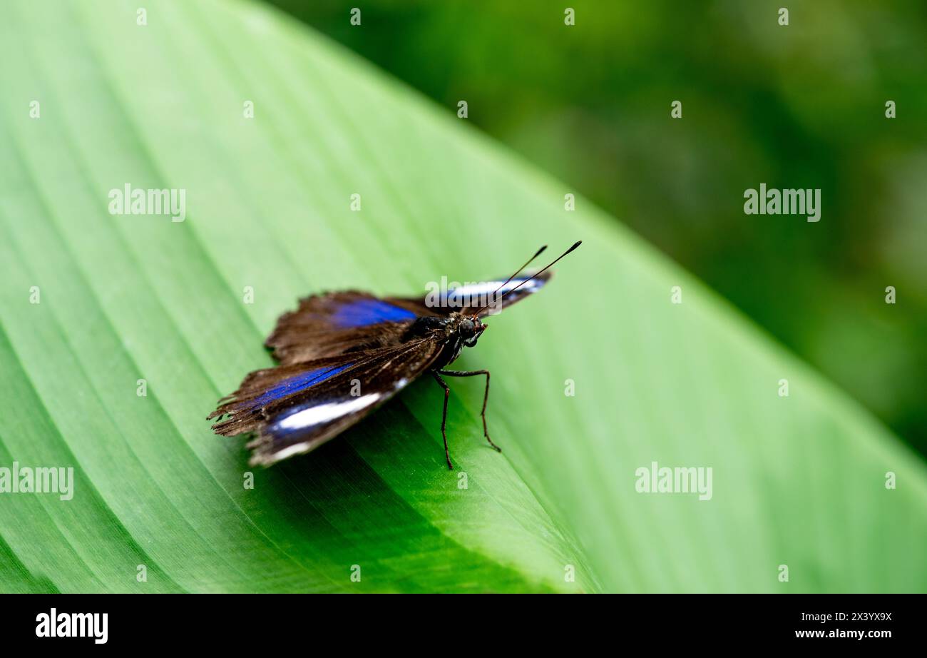 Der männliche Schmetterling Danaid Eierfliege auf dem grünen Blatt in Nahaufnahme mit weißen und blauen Punkten auf den Flügeln Stockfoto