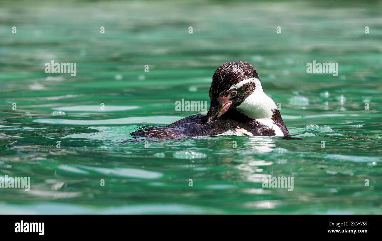 Ein Humboldt-Pinguin, Spheniscus humboldti, der Federn vorzieht, während er auf ruhigen Gewässern schwimmt. Eine gefährdete Spezies, die in Südamerika lebt. Stockfoto