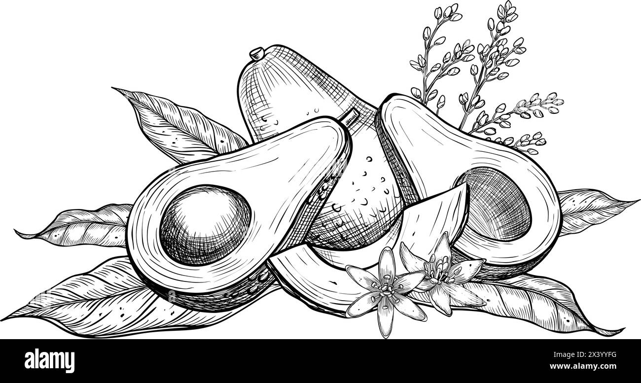 Illustration des Avocado-Vektors. Botanische Zeichnung von Früchten mit Blume, bemalt mit schwarzer Tinte in linearer Form. Gravur von Gemüse mit Blättern. Ätzen von veganen Lebensmitteln für Rezepte und Kochbücher. Stock Vektor