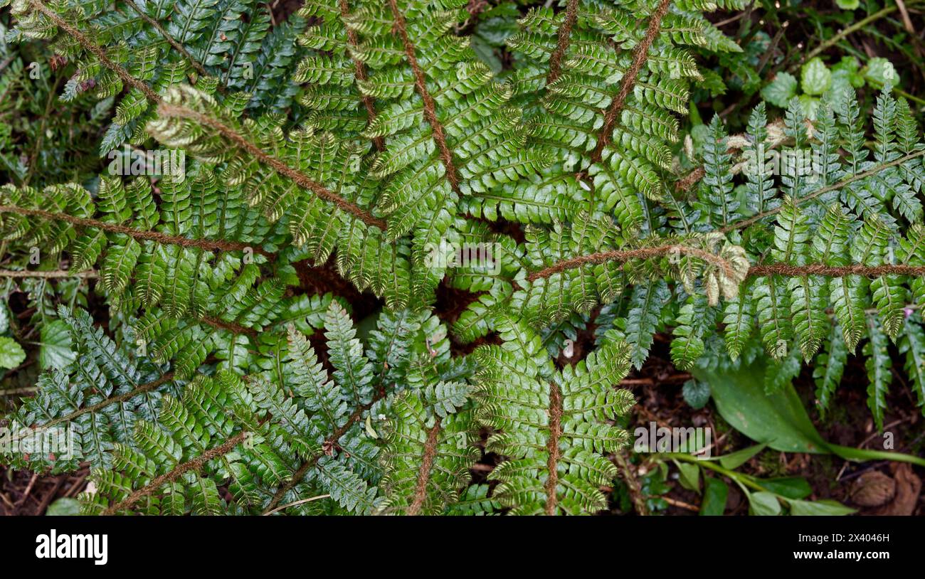 Ein junger Farn im Frühling. Stockfoto