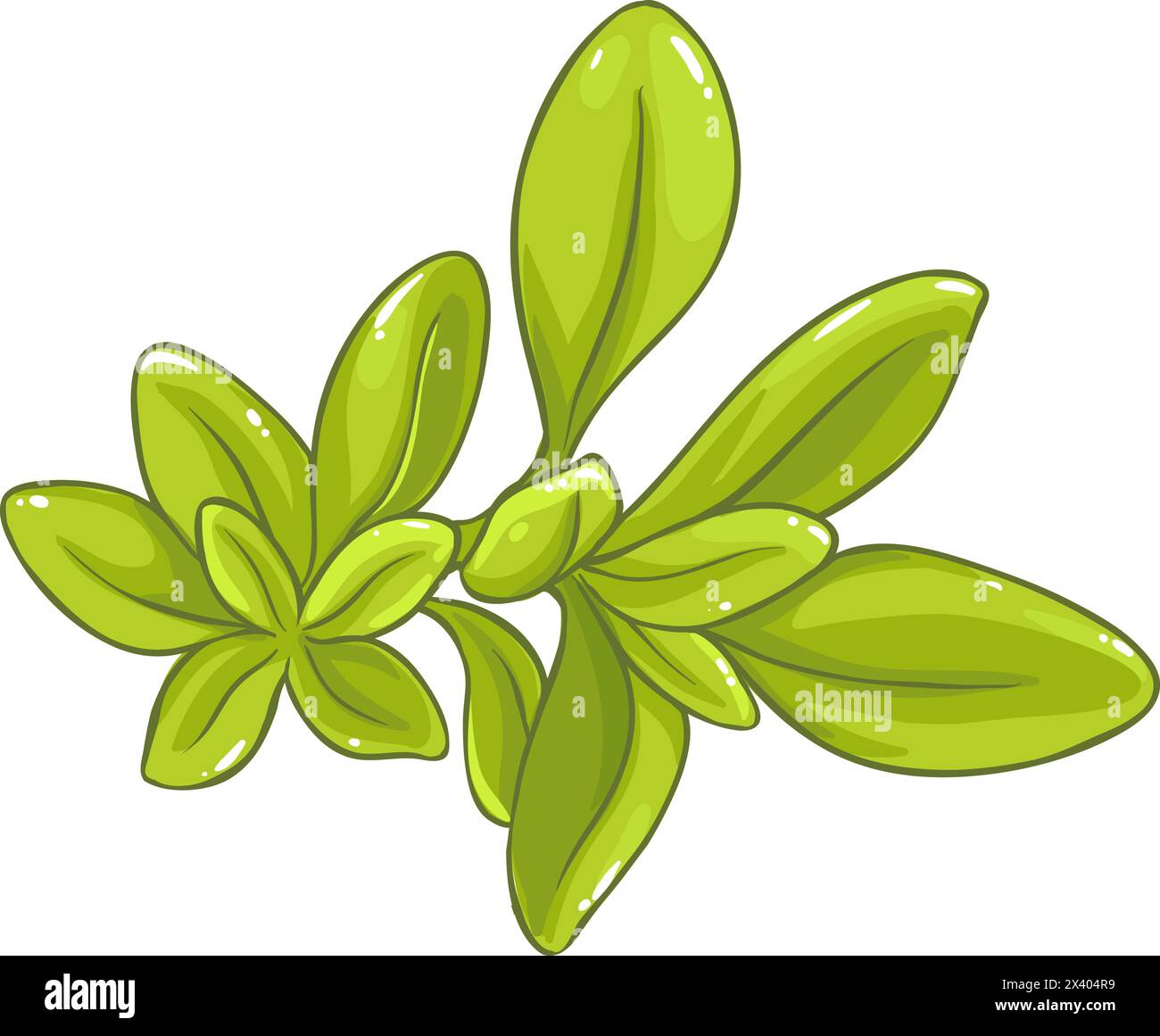 Salbei Pflanze Farbige Detaillierte Abbildung. Stock Vektor
