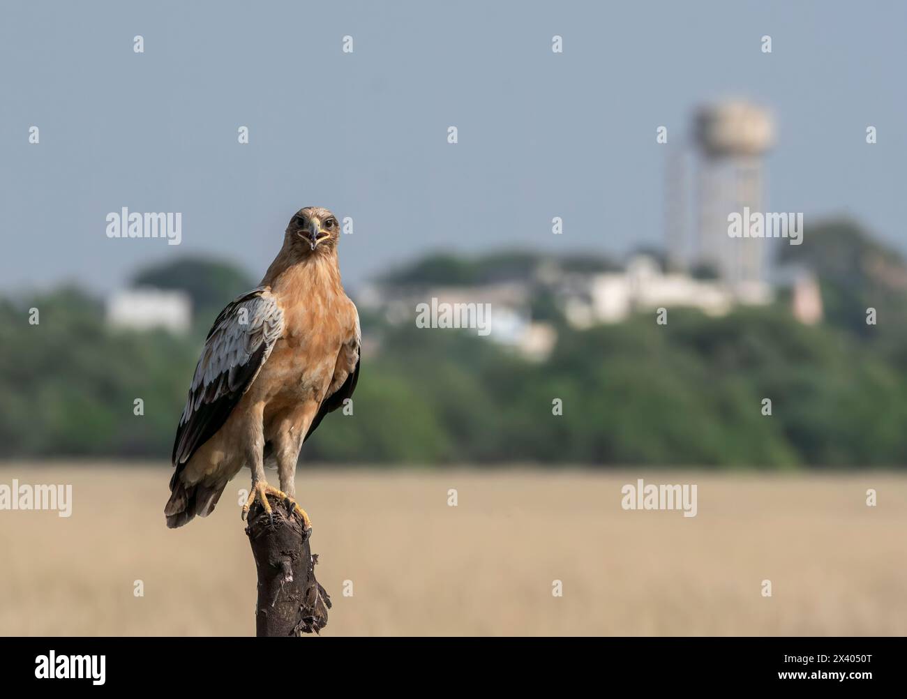 Ein gelbbrauner Adler mit einer ruhenden Morph, der auf einem Baumstampfer im Grasland des Tal Chappar Blackbuck Sanctuary während einer Wildtiersafari sitzt Stockfoto