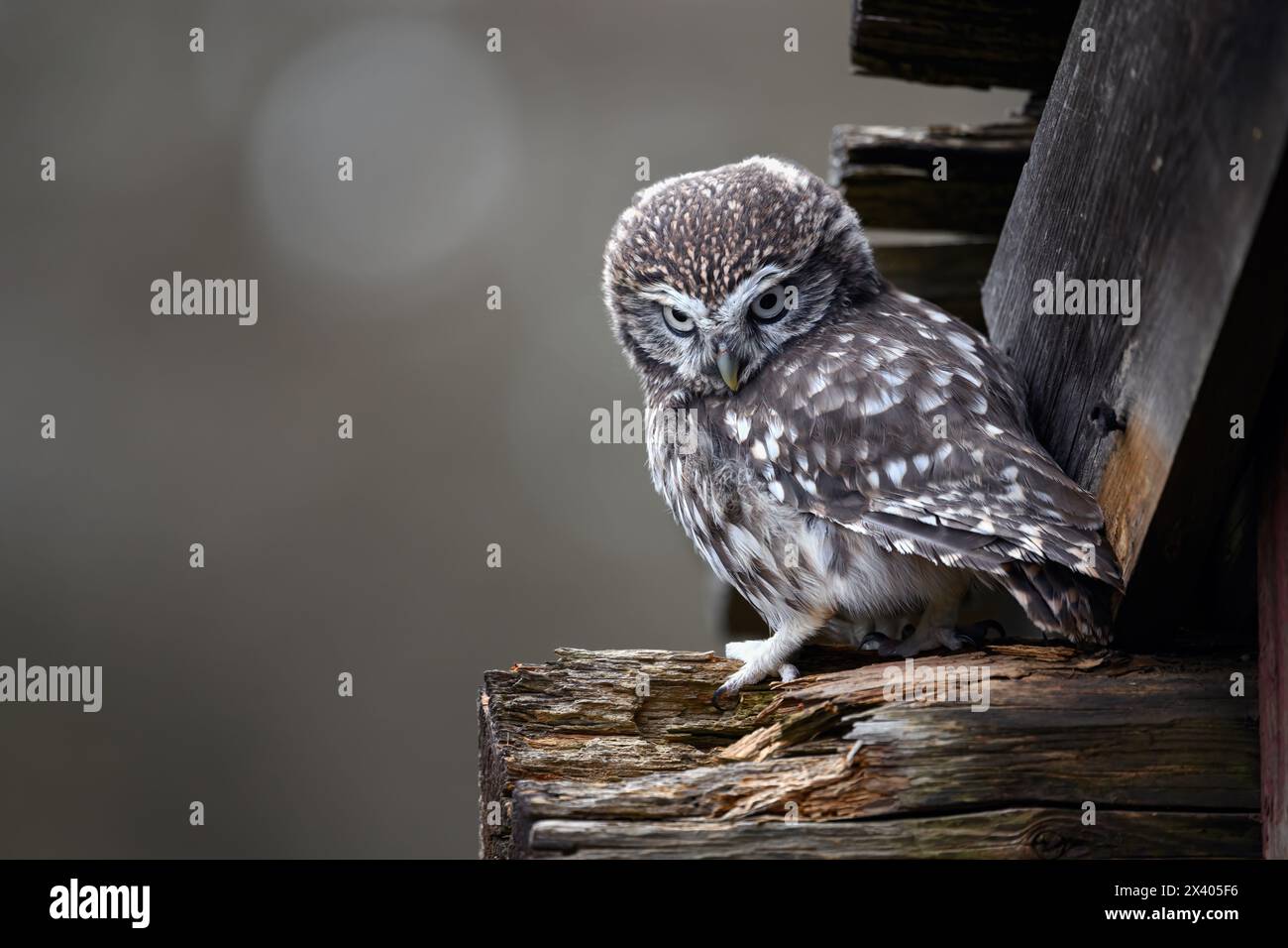 Eine kleine zornige Eule sitzt auf einem Balken vom Dach. Stockfoto