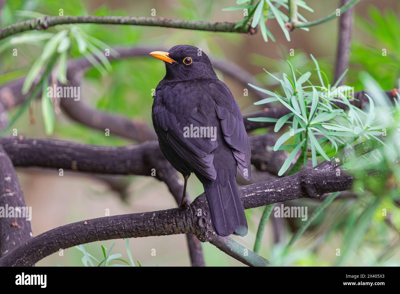Männliche Amsel (Turdus merula cabrerae), auf einem Ast, Rückansicht, mit grünem Vegetationshintergrund, Teneriffa, Kanarische Inseln Stockfoto