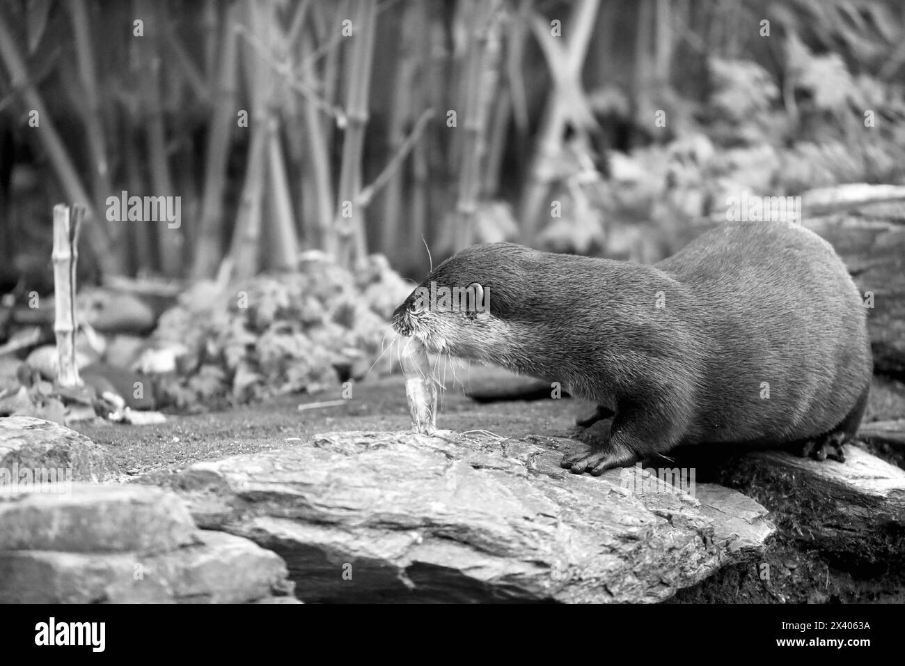 Asiatischer Kleinkrallenotter (Aonyx cinereus) Stockfoto