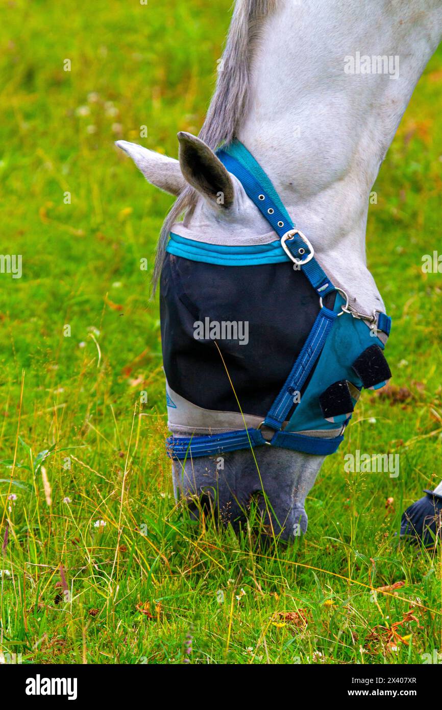 Das Pferd mit den Augen auf einer Weide Stockfoto