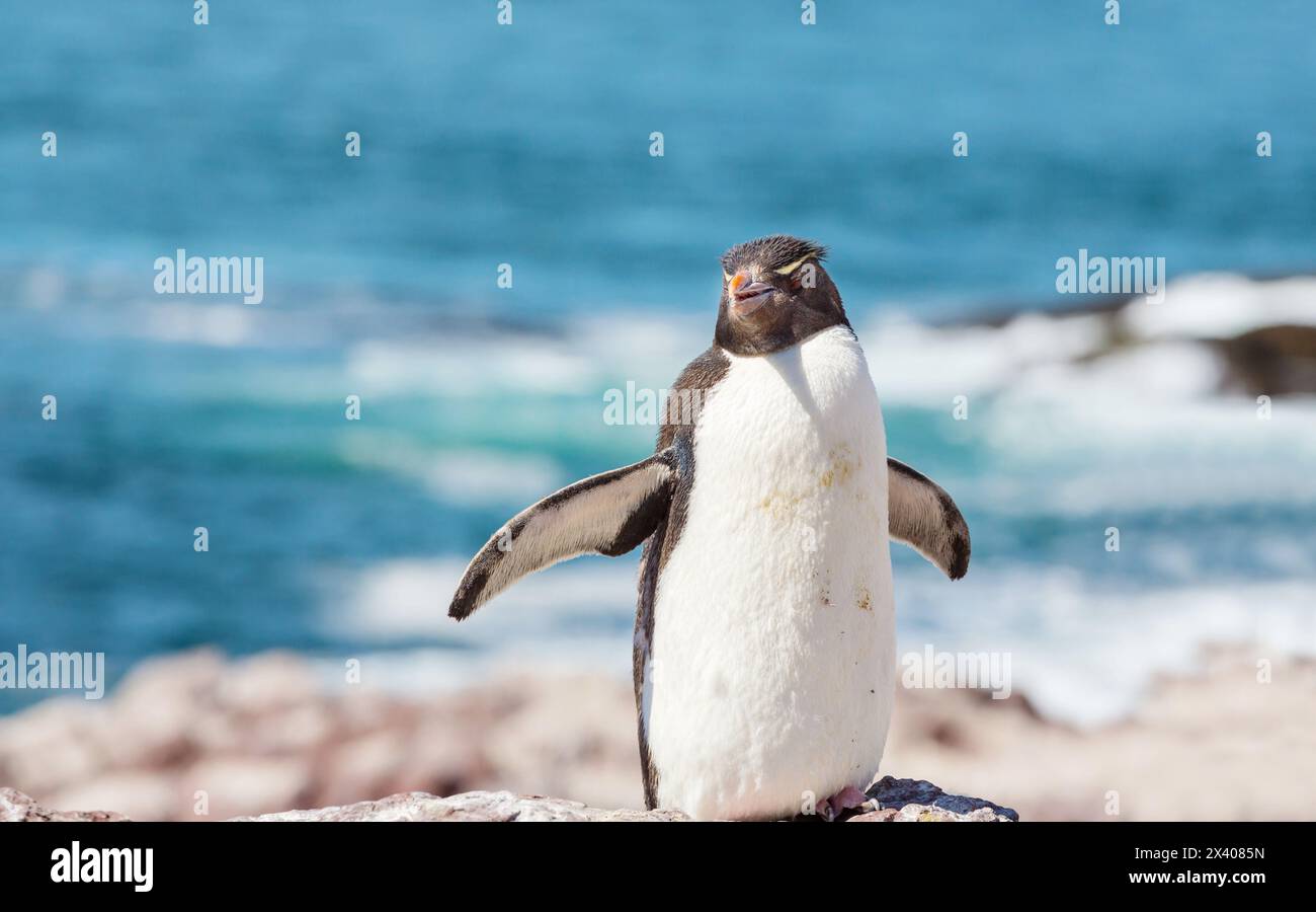 Rockhopper Pinguine im südlichen Argentinien Stockfoto