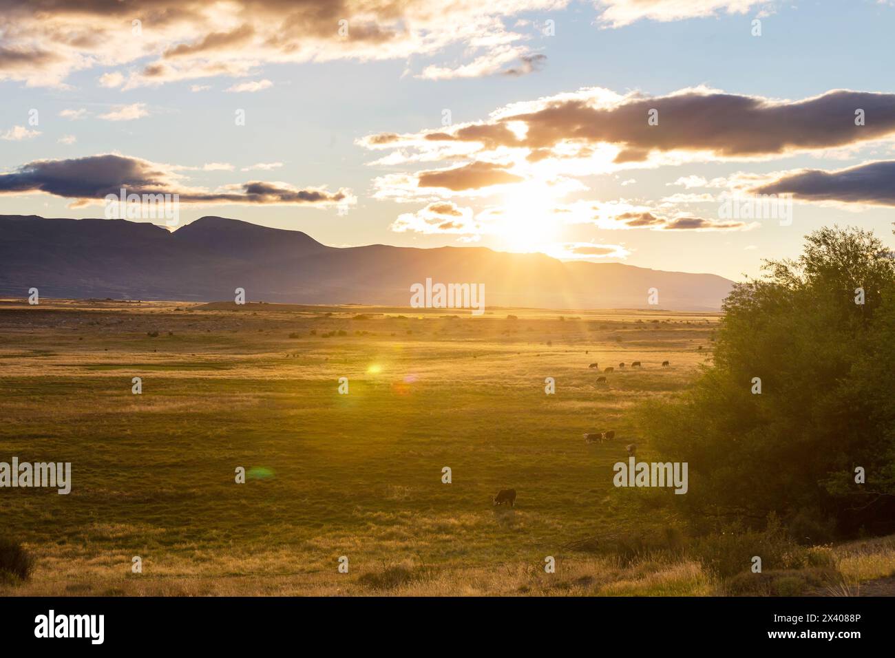 Aus der Vogelperspektive von Kühen, die sich im Sommer bei Sonnenuntergang auf dem Feld aufhalten. Stockfoto