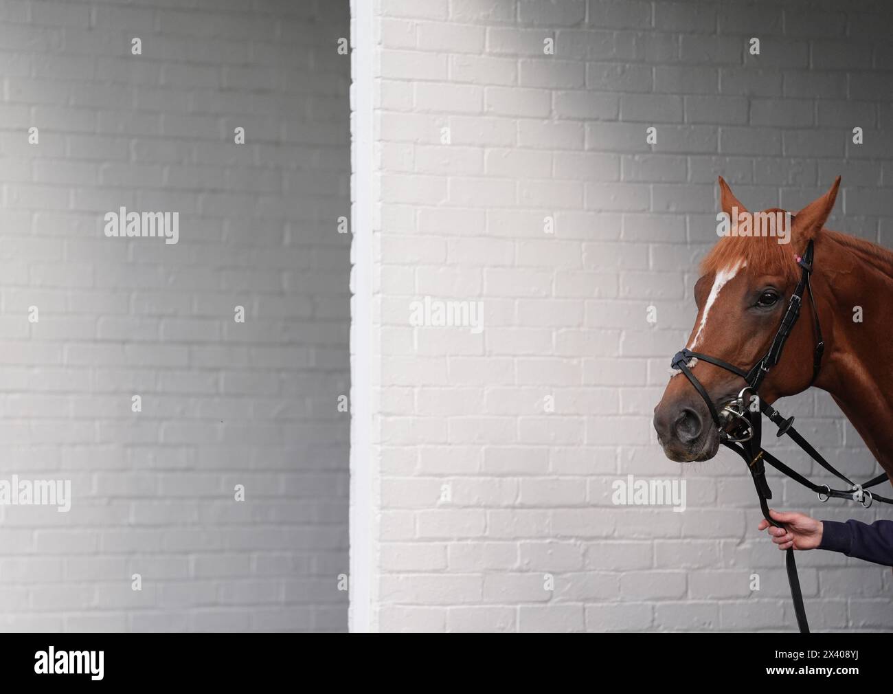 Eine allgemeine Ansicht eines Pferdes in den Stallungen vor der Jean & Leslie Spencer Memorial Maiden Stakes Division II auf der Windsor Racecourse, Berkshire. Bilddatum: Montag, 29. April 2024. Stockfoto