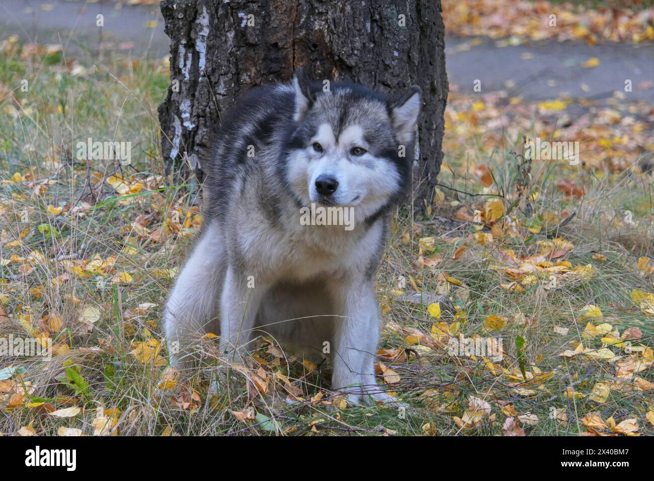 Ein Malamute-Hund löst sich in der Nähe eines Baumes ab Stockfoto