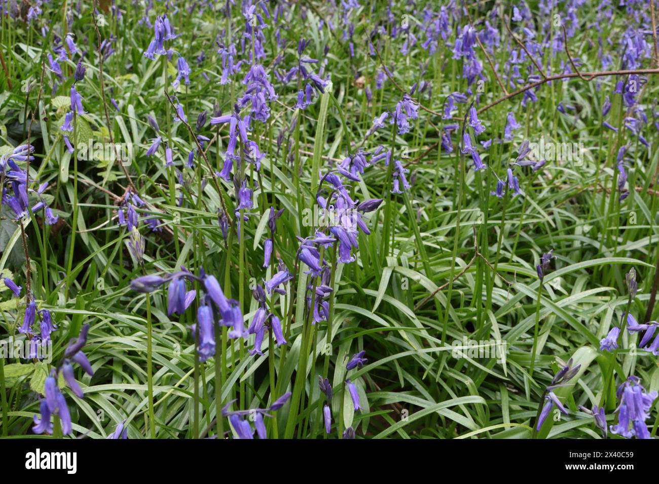 Blumenglätter im Blumenanbau in Hutcliffe Woods Sheffield England Großbritannien, Vorstadtalter blauer Waldblumen Stockfoto