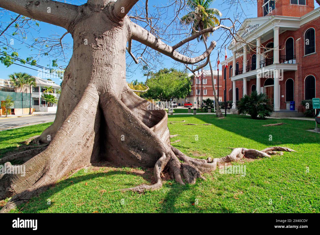 USA. Florida. Die Tasten. Key West. Historisches und touristisches Zentrum. Der Gerichtshof rechts. Auf der linken Seite ein Kapokbaum. Stockfoto