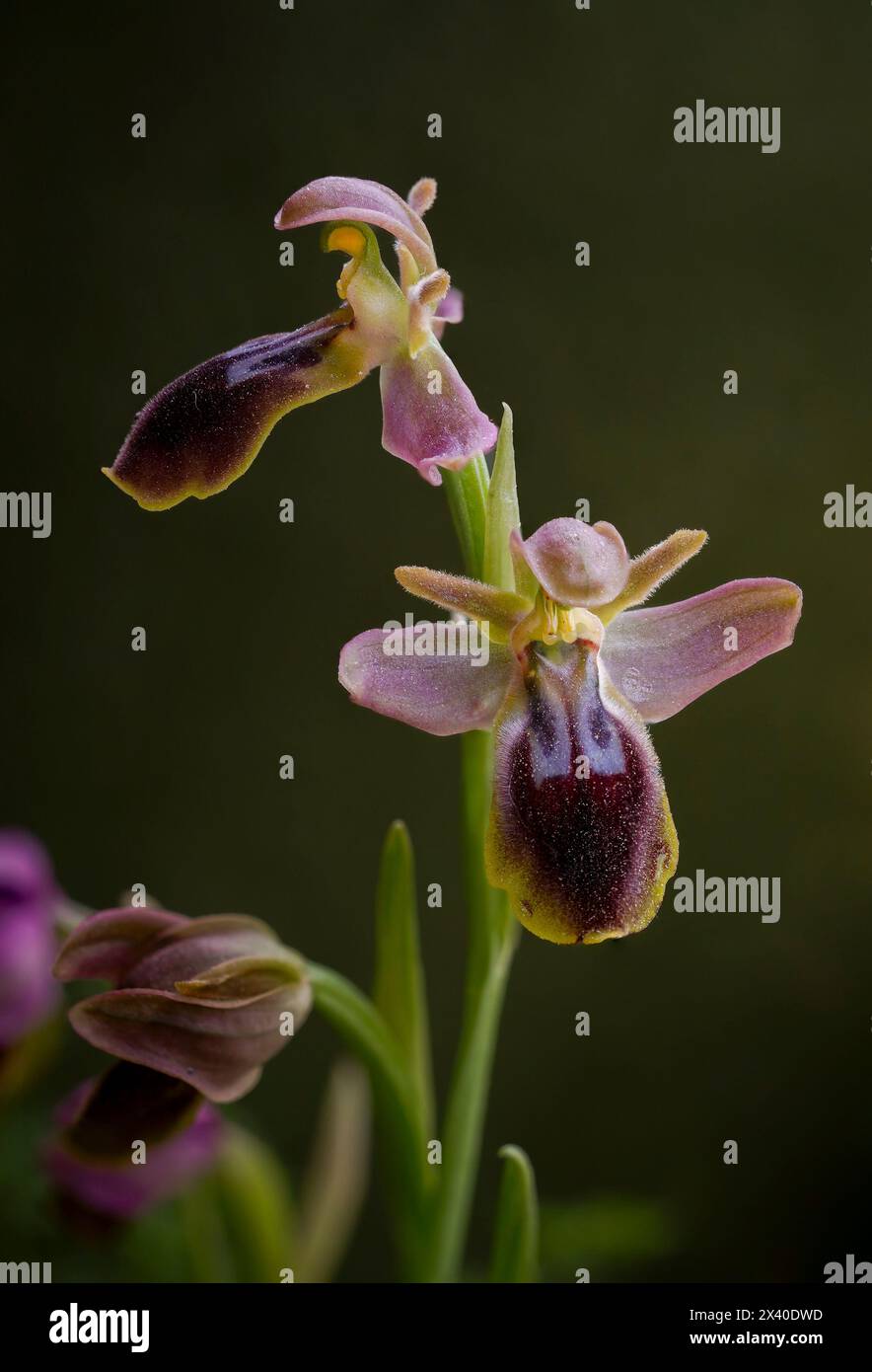 Ophrys x sancti-leonardi, Ophrys x juarezi Hybrid Orchidee mit Eltern Ophrys Lupercalis x Ophrys tenthredinifera, Andalusien, Spanien. Stockfoto