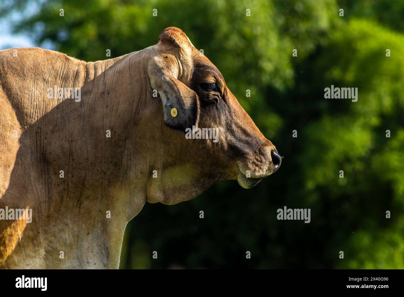 Empfängerkuh, die bei der künstlichen Besamung in einem Weidegebiet eines Rinderzuchtbetriebs in Brasilien verwendet wird Stockfoto