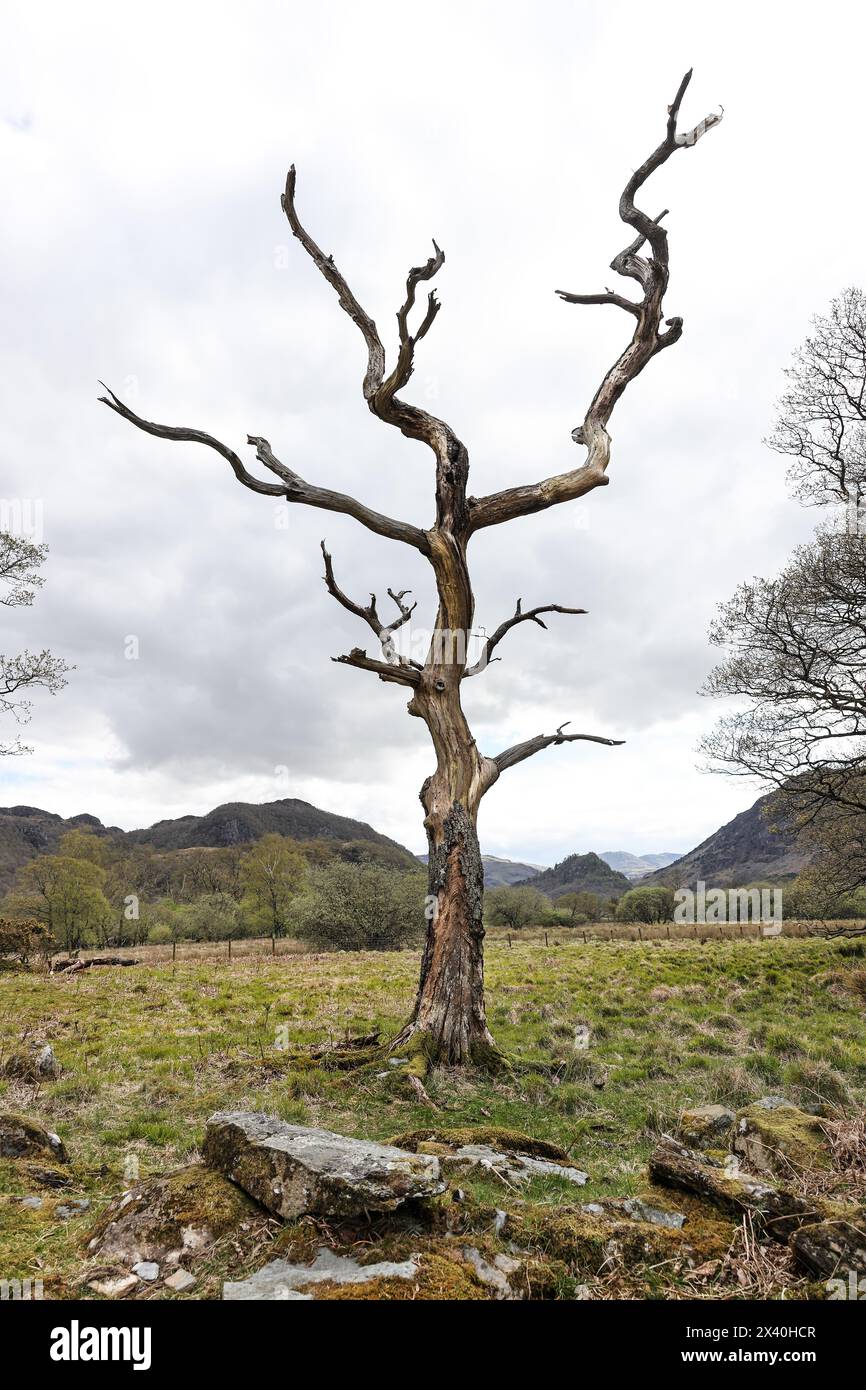 Toter stehender Baum, ein wichtiger Lebensraum für viele Tiere, Wirbellose, Pflanzen und Pilze, Lake District, Cumbria, UK Stockfoto